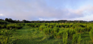 Hiking through the cow pasture | Sunday Morning Hike on Panther Point Trail | Marshall Hampton Reserve in Winter Haven, FL | Spark Explore